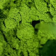 画像をギャラリービューアに読み込む, おうちでラテセット