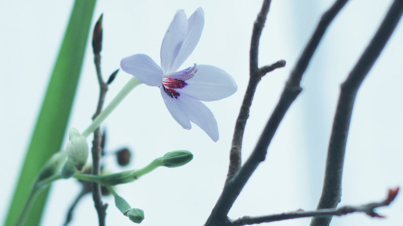 ありのままで美しい野花が揃う。銀座・野の花 司 部屋に飾りたい花 vol.012