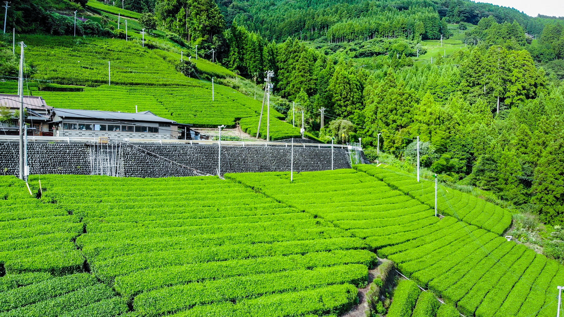 箱の蓋を開けりゃあ、香りで川根のお茶だって分かる 「009 おくひかり」農事組合法人あすなろ 小林基さん・小林孟司さん・大井川農業協同組合 向井洋一郎さんインタビュー