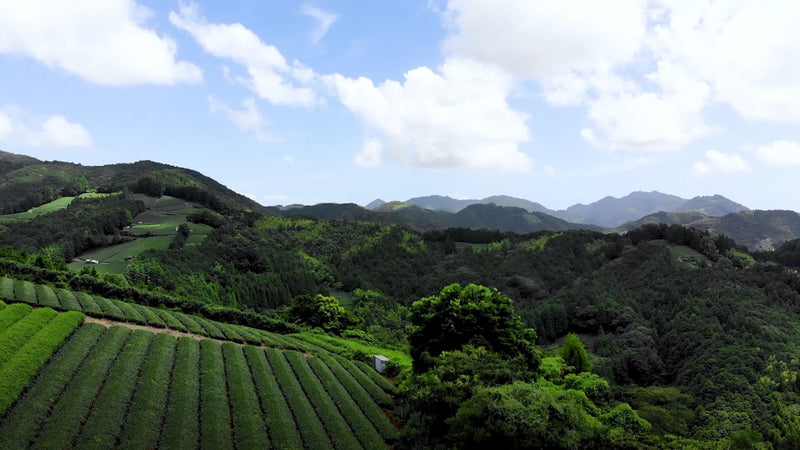 山の香りを楽しむ。「山のお茶」まとめ