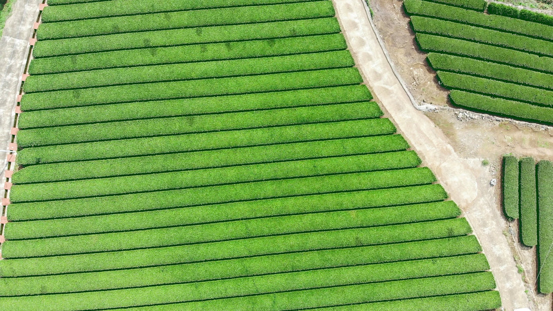 一本のチャノキからできる新茶の量