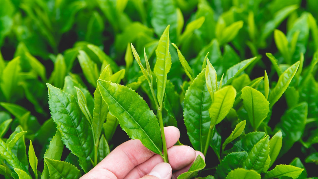 日本茶の品種「やぶきた」とは？日本茶の歴史や起源とあわせて紐解いてみる