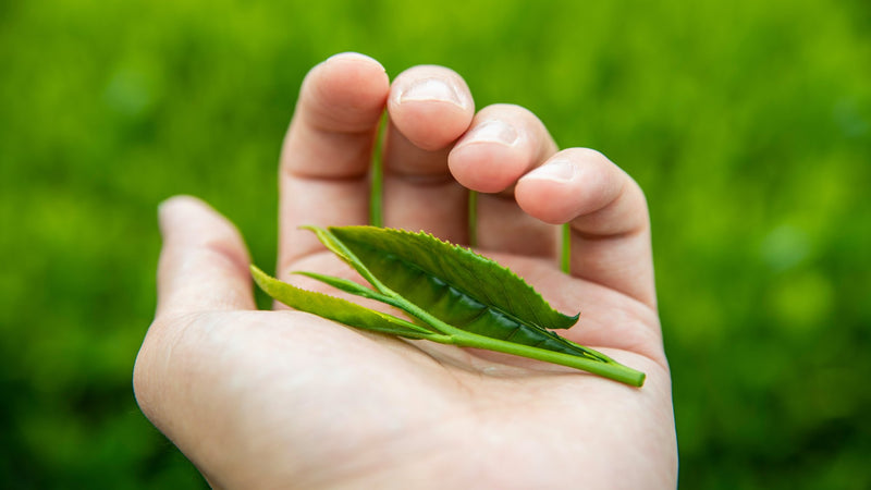 新茶の時期は年に1度だけ。お茶農家の1年に想いをはせて