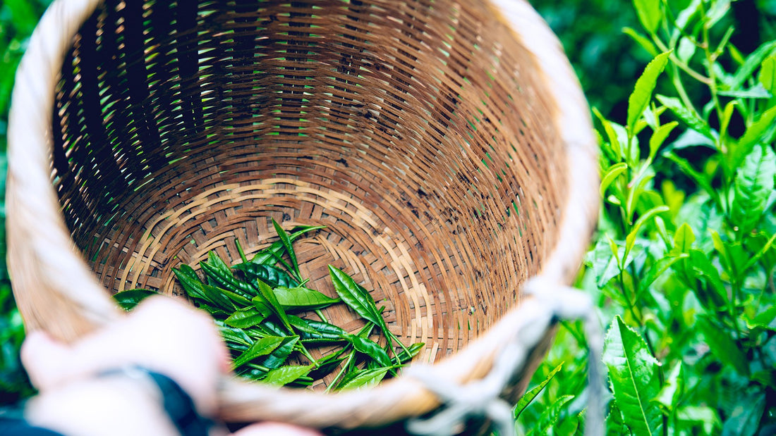 新茶の茶摘み体験記。ひとつかみに宿る茶農家の想いを知って