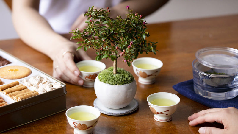 湯冷ましで丁寧に淹れる「028 りょうふう」レシピ。エスニックな雰囲気の盆栽と共に華やかなティータイムを