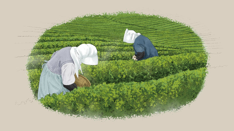 旬を味わう季節の話。新茶摘みの季節には