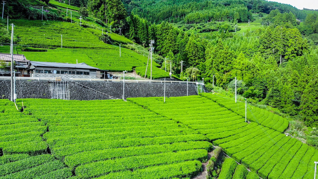 お茶の生産量が多い都道府県TOP5 日本茶の名産地とその特徴とは