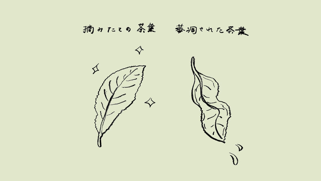 「萎凋」茶ことば大辞典 The Dictionary of Tea Terminology #17
