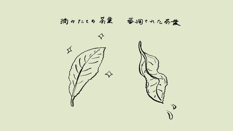 「萎凋」茶ことば大辞典 The Dictionary of Tea Terminology #17