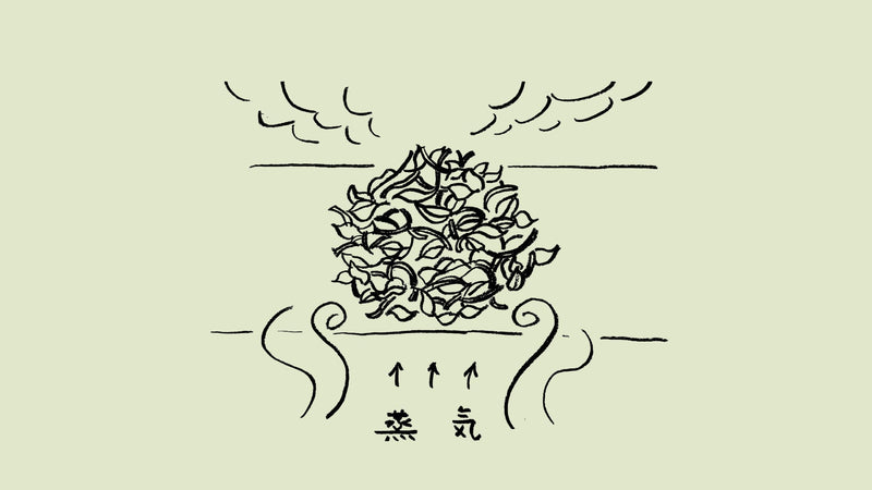 「蒸熱」茶ことば大辞典 The Dictionary of Tea Terminology #4