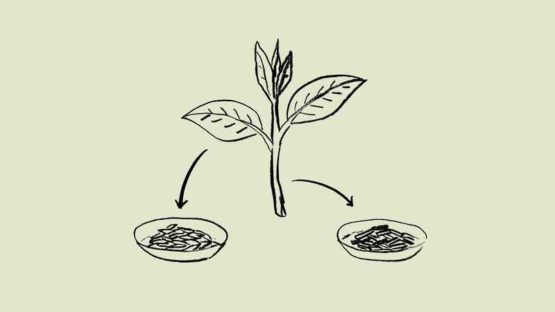 「茎茶」茶ことば大辞典 The Dictionary of Tea Terminology #18