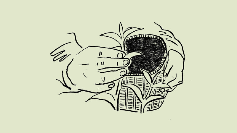 「摘採」茶ことば大辞典 The Dictionary of Tea Terminology #3
