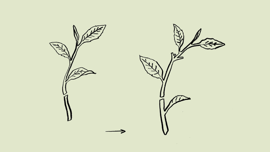 「一番茶・二番茶」茶ことば大辞典 The Dictionary of Tea Terminology #19