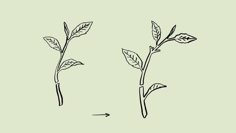 「一番茶・二番茶」茶ことば大辞典 The Dictionary of Tea Terminology #19