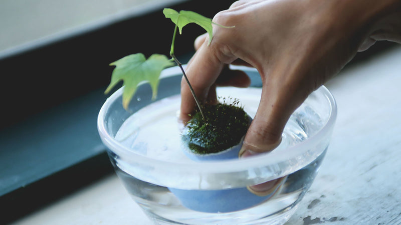 植物も人間と同じ？10年以上寄り添える盆栽の基本の育て方とお手入れ方法