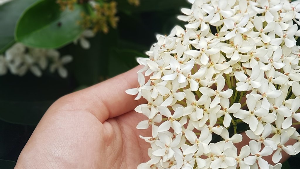 ジャスミン茶とはどんなお茶？香り高き花茶のあれこれ