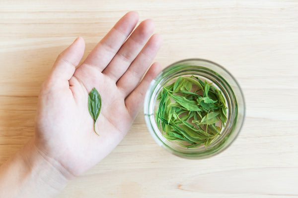【東京茶寮】1枚の葉に戻る驚異のお茶。永世名人と「心でもんだ」2周年の想い